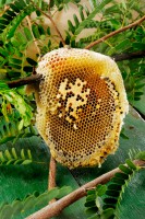 /album/melesaude/colmeia-na-natureza-jpg/